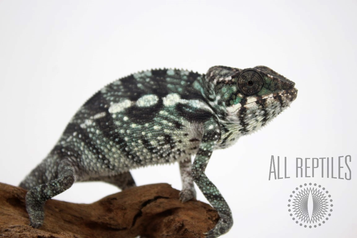 Nosy Mitsio Panther Chameleon - Reptiles