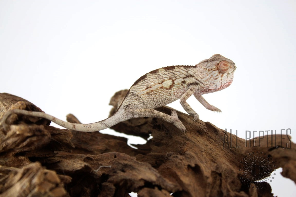 Nosy Mitsio Panther Chameleon - Panther Chameleons - Chameleons - Reptiles