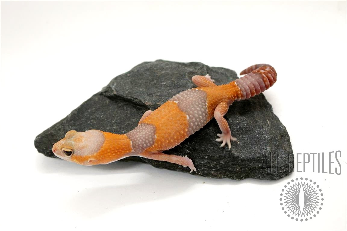 Tangerine Fat Tail Gecko