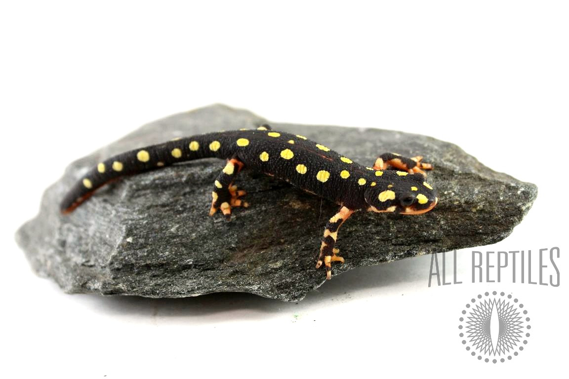 European Yellow Spotted Newts