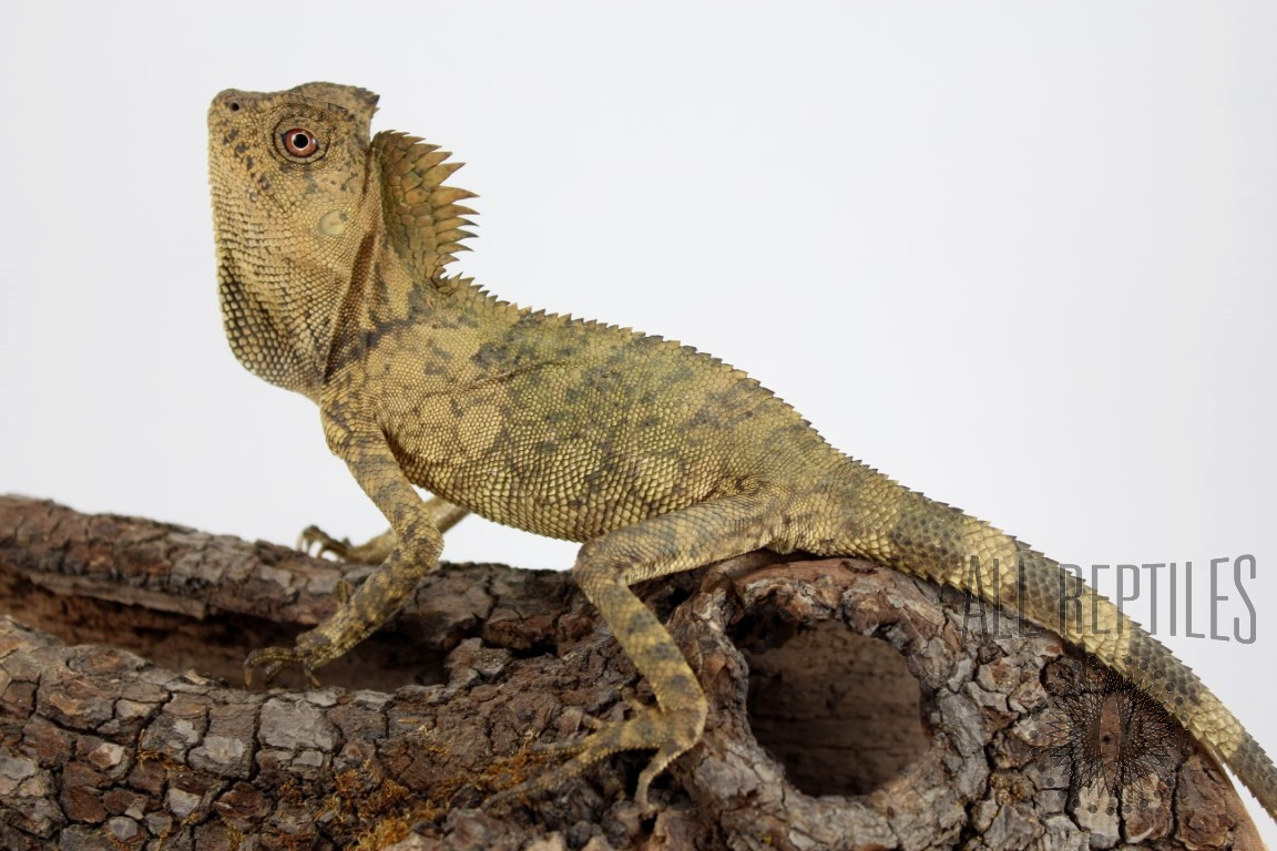 Chameleon Forest Dragon - Dragons & Agamids - Reptiles