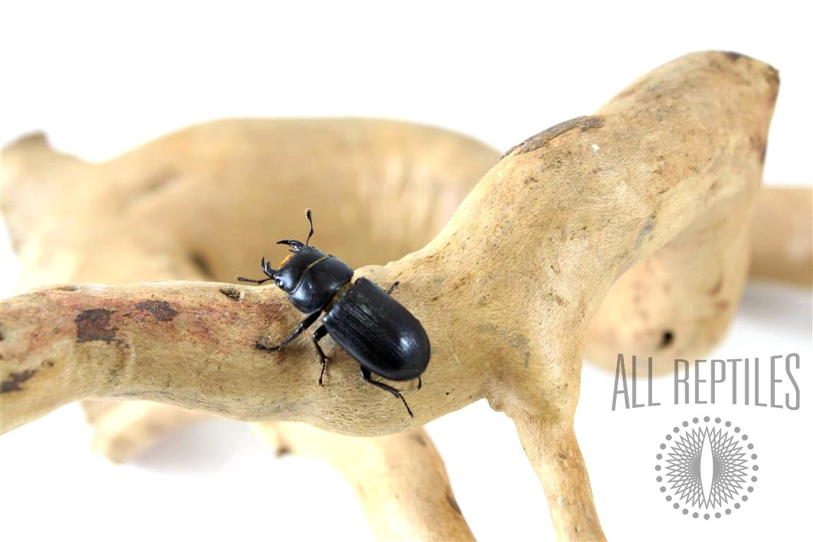  Antelope Beetle