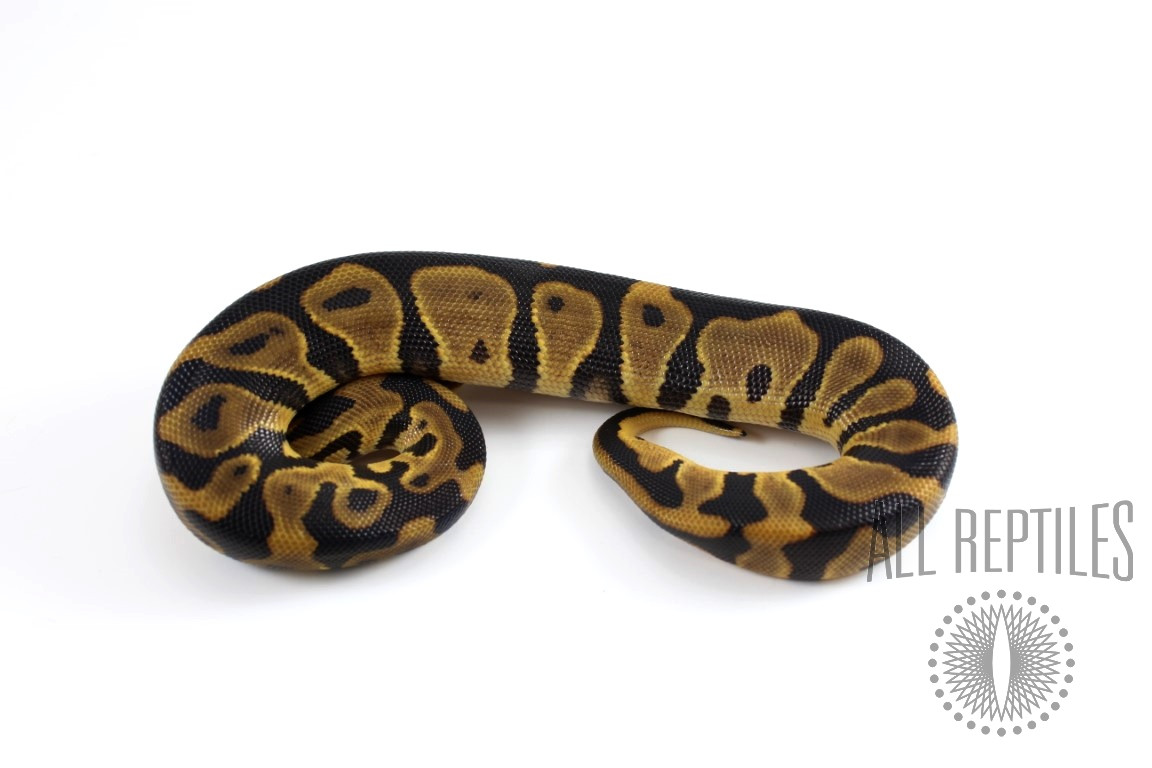 Leopard Blade Het Clown Ball Python
