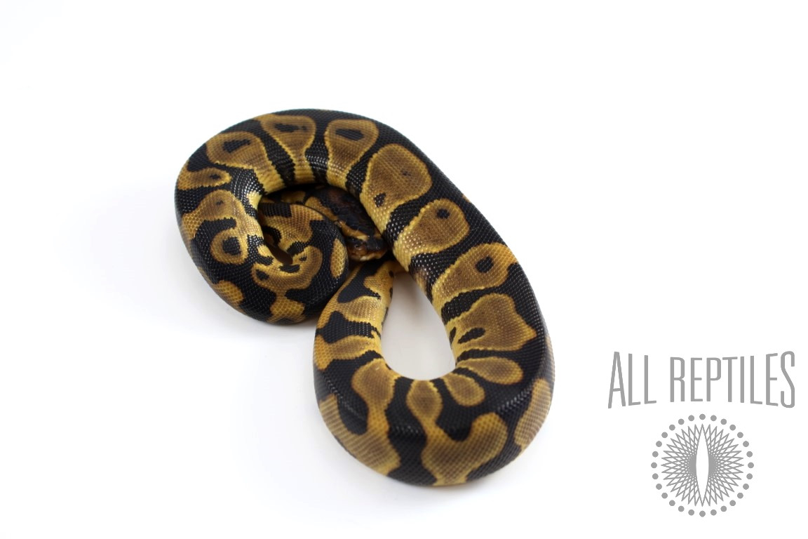 Leopard Blade Het Clown Ball Python