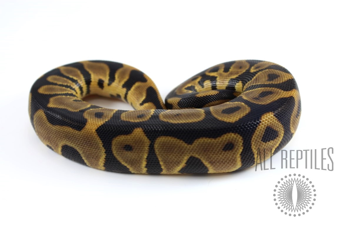 Leopard Blade Het Clown Ball Python