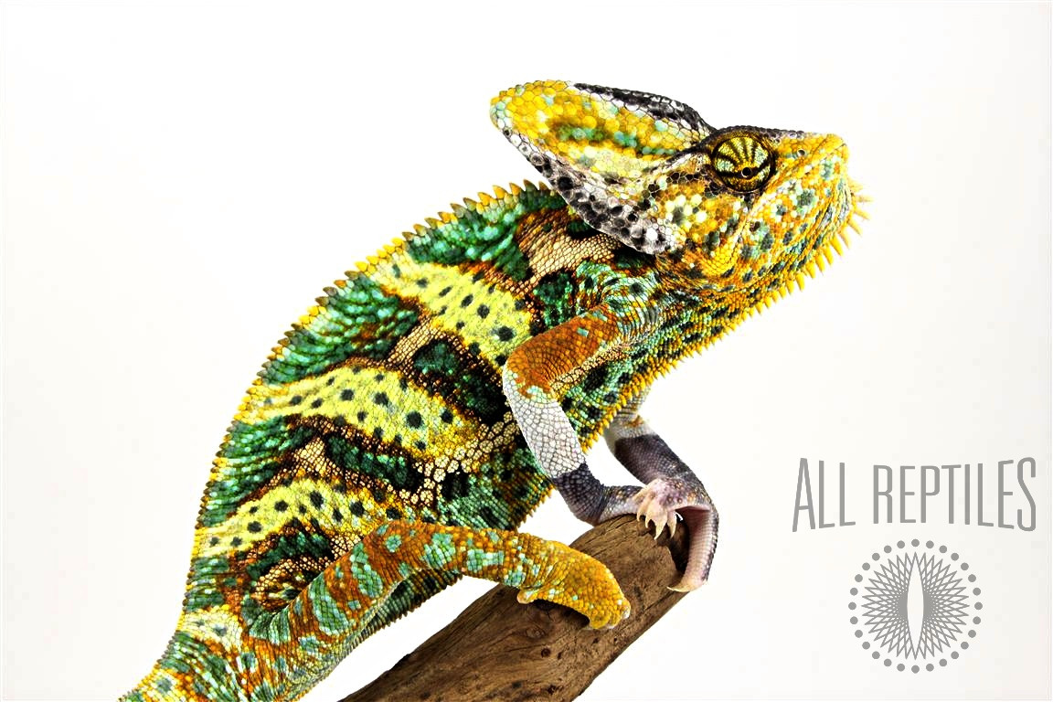 Translucent Veiled Chameleon