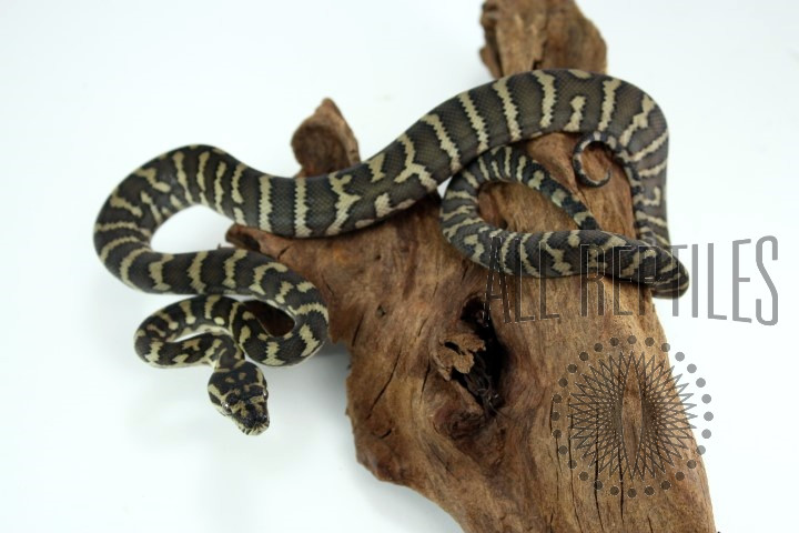 Irian Jaya Carpet Python