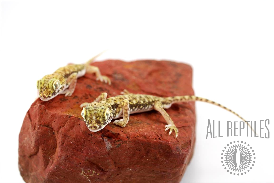 Elegant Dune Gecko