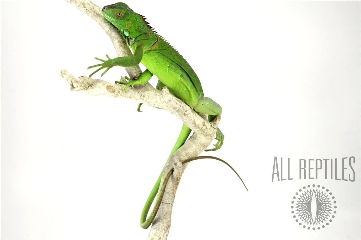 Iguana best sale starter kit