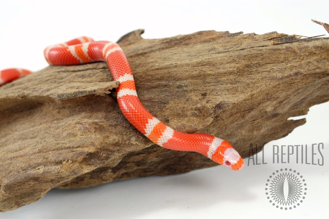 albino honduran milksnake
