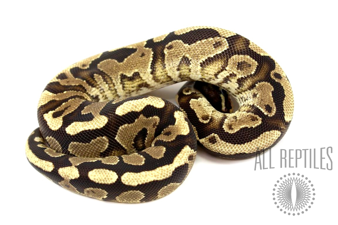 Black Pastel Yellow Belly Ball Python - Ball Pythons - Snakes - Reptiles