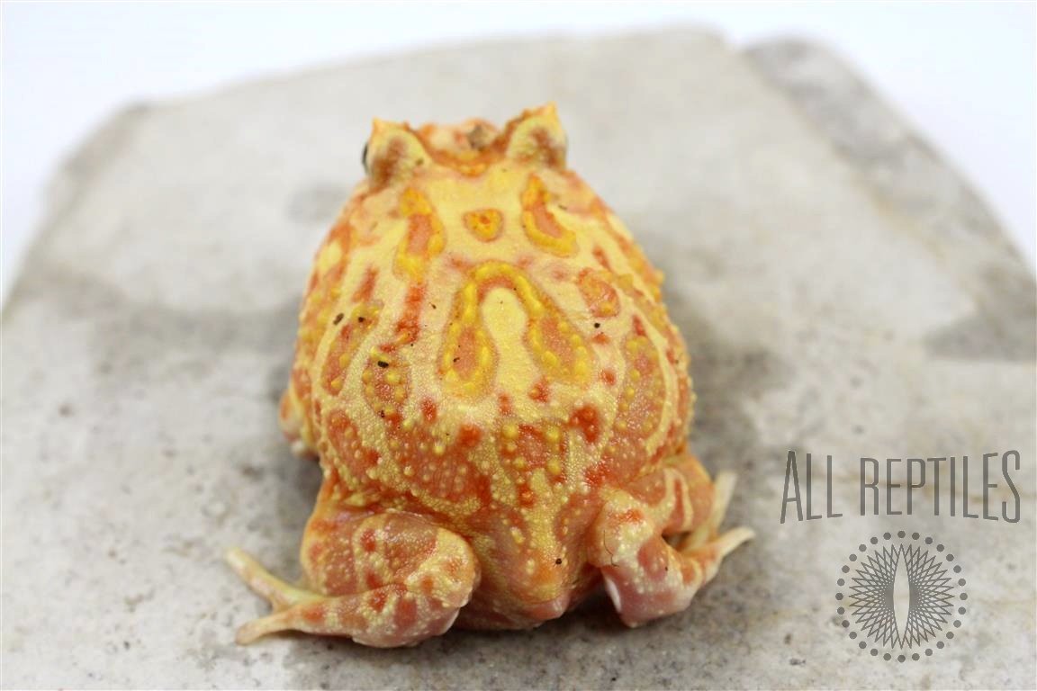 Apricot Pacman - Frogs & Toads - Amphibians