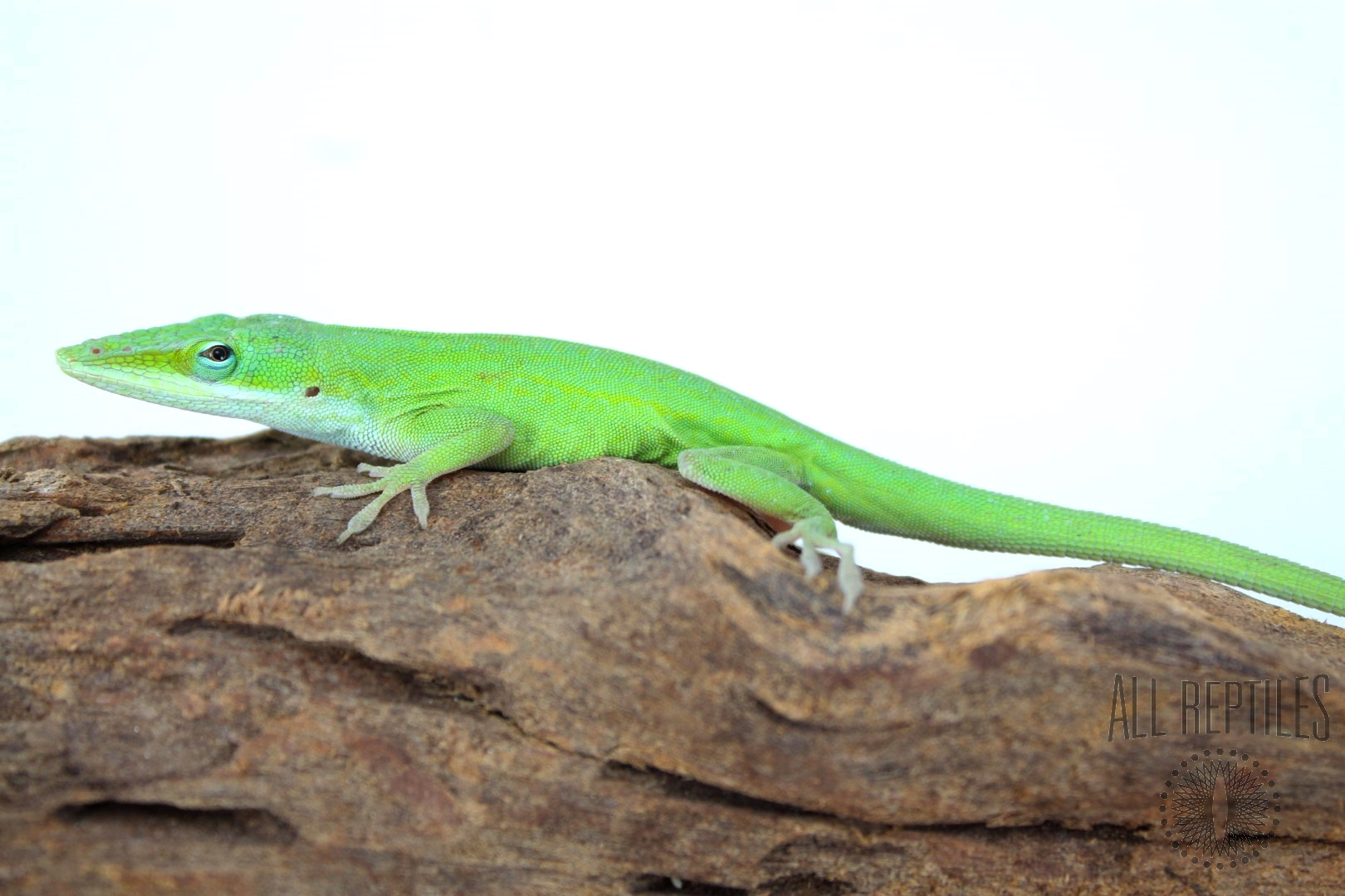 Anole starter kit top