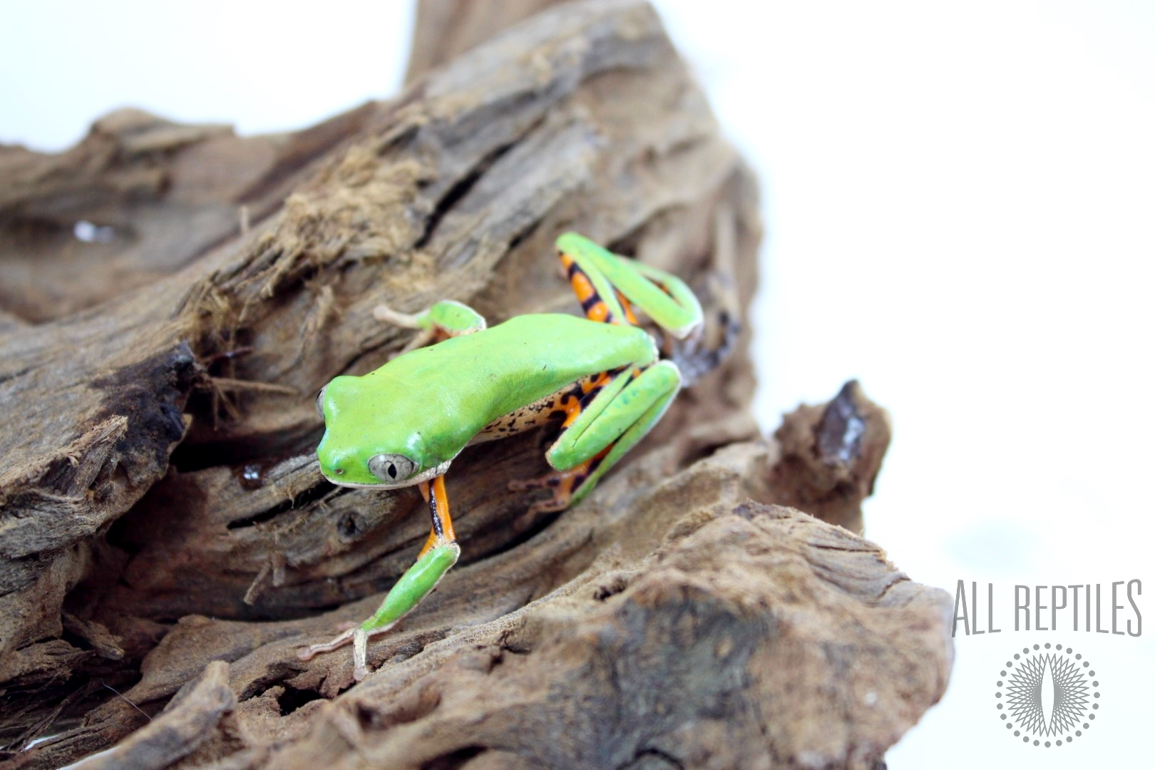 Orange Legged Monkey Frogs - Amphibians