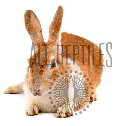 Frozen feeder rabbits 2025