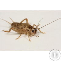 Live Crickets For Sale For Reptiles – Big Apple Herp - Reptiles For Sale