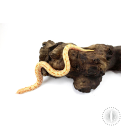 High Orange Albino Conda Hognose Snake - Female