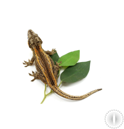 Orange Striped Gargoyle Gecko