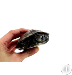 Adult Suspected Female Reeves Turtle