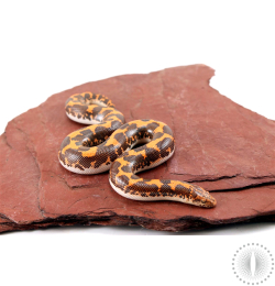 Kenyan Sand Boa