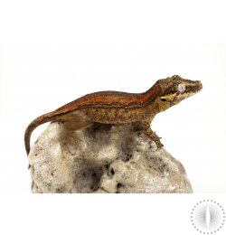 Orange Striped Gargoyle Gecko