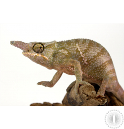 Fork Nosed Chameleon
