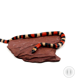 Apricot Pueblan Milksnake 