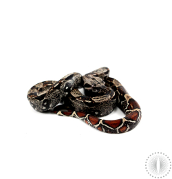 IMG Colombian Boa