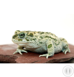 African Green Toad
