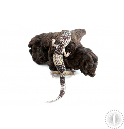 West Indian Leopard Gecko