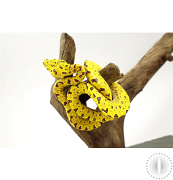 CB Green Tree Python - Aru