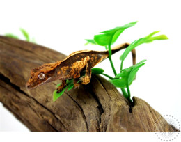 Whitewall Halloween Crested Gecko