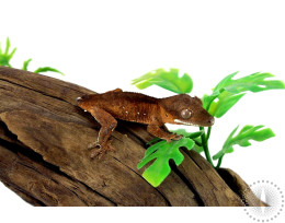 Red Tiger Portholes Crested Gecko - Tailess