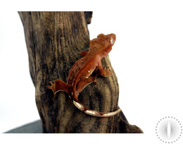 Phantom Red Reverse Pinstripe Crested Gecko