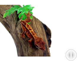 Pinstripe Flame Crested Gecko - Tailess