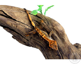 Chocolate Harlequin Crested Gecko