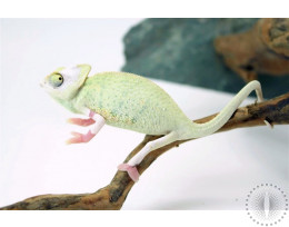 High White Translucent Veiled Chameleon