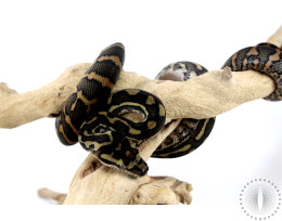 Carpet Python (Sibling)