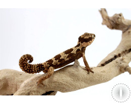 Rough Thick Tailed Gecko