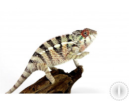 Blue Bar Ambilobe Panther Chameleon - male