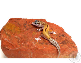 Red Stripe Eclipse Leopard Gecko