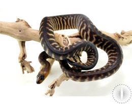 Northern X Southern Woma Python