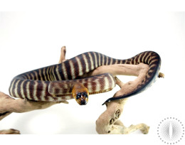 Northern X Southern Woma Python