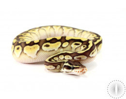 Ball Pythons