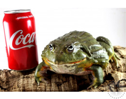 CB Adult Pixie Frog