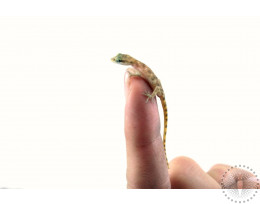 Steudner's Pygmy Gecko