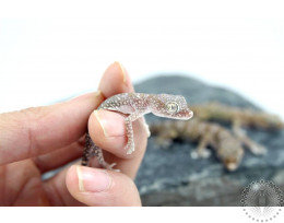Elegant Dune Gecko