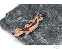Zulu Fat Tail Gecko