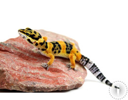 Calico Firefox Leopard Gecko