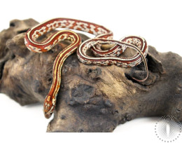 Tessera Corn Snake